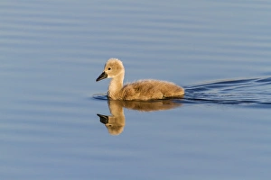 Images Dated 7th June 2014: Mute Swan -Cygnus olor-, chick with reflection, Seewinkel, Burgenland, Austria