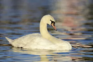 Images Dated 31st December 2012: Mute Swan -Cygnus olor- in the evening light, Cham, Canton of Zug, Switzerland