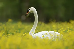 Suisse Prints: Mute Swan -Cygnus olor- feeding on buttercups -Ranunculus