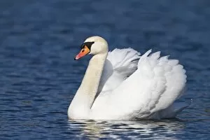 Mute Swan -Cygnus olor-, male, Upper Bavaria, Bavaria, Germany, Europe