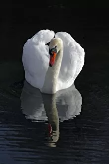 Images Dated 24th March 2011: Mute Swan -Cygnus olor- with reflection in water