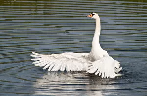 Images Dated 28th June 2012: Mute Swan -Cygnus olor- spreading its wings, North Hesse, Hesse, Germany