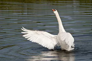 Mute Swan -Cygnus olor- spreading its wings, North Hesse, Hesse, Germany