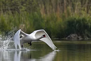 Images Dated 16th May 2013: Mute Swan -Cygnus olor-, starting, Mecklenburg-Western Pomerania, Germany