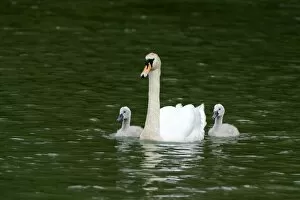 Images Dated 10th June 2012: Mute Swan -Cygnus olor- swimming with two cygnets on Wichelsee lake, Sarnen, Switzerland, Europe