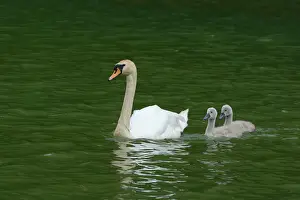 Young Bird Prints: Mute Swan -Cygnus olor- swimming with two cygnets on Wichelsee lake