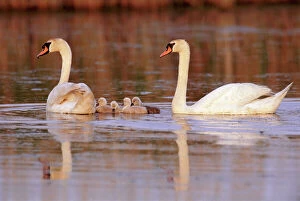Swimming Gallery: Mute swans (Cygnus olor) with cygnets swimming, New Jersey, USA