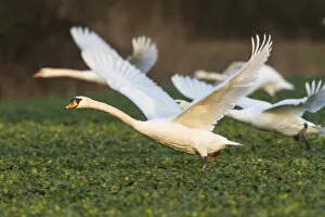 Images Dated 19th March 2011: Mute swans -Cygnus olor- flying over a canola field -Brassica napus-, Fuldabrueck, Hesse, Germany