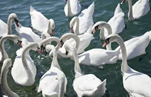 Mute swans -Cygnus olor- waiting for food, Lake Zurich, Zurich, Switzerland, Europe