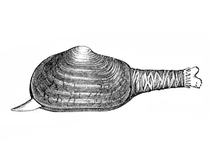 Crustacean Prints: Mya truncata