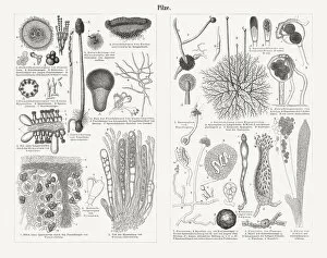 Images Dated 22nd November 2018: Mycelium of mushrooms (greatly enlarged), wood engravings, published in 1897