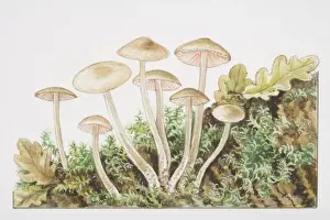 Fungus Prints: Mycena galericulata, Common Bonnet mushrooms fruiting in tufts