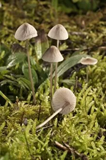 Mycena metata mushrooms, Untergroeningen, Baden-Wuerttemberg, Germany, Europe