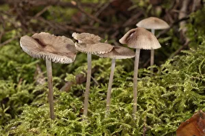 Images Dated 10th September 2014: Mycena zephirus -Mycena zephirus-, Baden-Wurttemberg, Germany