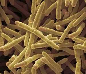 Mycobacterium smegmatis bacteria, SEM