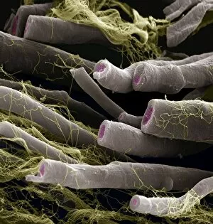 Images Dated 5th February 2009: Myelinated nerve fibers