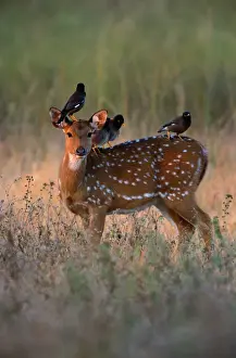 Myna birds (Sturnidae sp. ) on axis deer (Axis axis) India