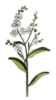 Myosotis scorpioides (syn. Myosotis palustris), the true forget-me-not, water forget-me-not