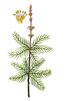Myriophyllum spicatum (Eurasian watermilfoil or spiked water-milfoil)