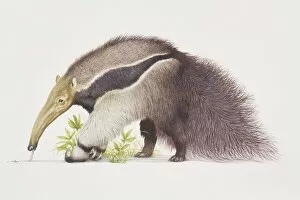Brown Gallery: Myrmecophaga tridactyla, Giant Anteater, side view