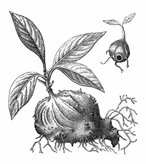 Myrmecophytes (mirmecodia echinata), or ant plants