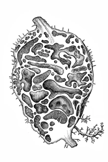 Symbiotic Relationship Collection: Myrmecophytes (mirmecodia echinata), or ant plants