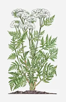Myrrhis odorata (Sweet Cicely) with clusters of white flowers and green leaves on tall stems