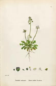 Images Dated 30th January 2017: Naked-stalked Teesdalia, Teesdalia nudicaulis, Victorian Botanical Illustration, 1863