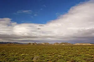 Nama Karoo low-shrub vegetation area, Richtersveld, Northern Cape Province, South Africa