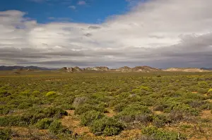 Nama Karoo low-shrub vegetation area, Richtersveld, Northern Cape Province, South Africa