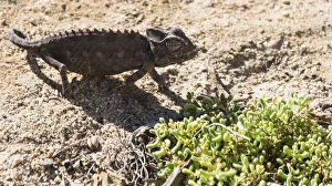 Namaqua Chameleon -Chamaeleo namaquensis-, Living Desert Snake Park, Walvis Bay, Namibia