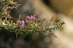 Namaqualand ceraria -Ceraria namaquensis- in bloom, Goegap Nature Reserve, Namaqualand, South Africa, Africa