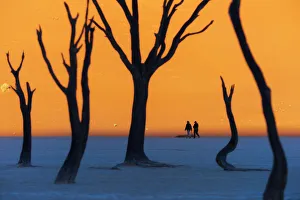 Amazing Deserts Gallery: Namib desert, Deadvlei at Sossusvlei sand dunes, Namibia, Africa