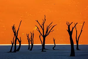 Francesco Riccardo Iacomino Travel Photography Gallery: Namib desert, Deadvlei at Sossusvlei sand dunes, Namibia, Africa