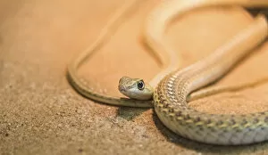 Images Dated 31st August 2012: Namib Sand Snake -Psammophis namibensis-, Living Desert Snake Park, Walvis Bay, Namibia