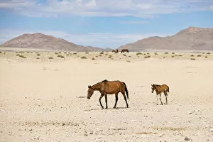 Namib Wild Desert Horse and Foal Garub Region, Namibia, Africa
