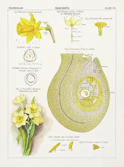 Narcissus Chromolithography 1883