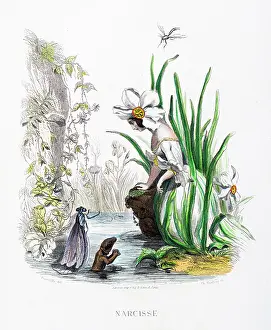 Grandville Prints: Narcissus flower - Stunning Hand-colored plate from 'Les Fleurs Animees by J