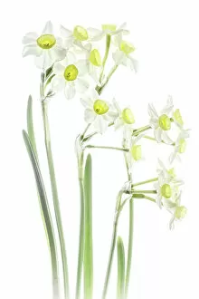 Images Dated 6th April 2016: Narcissus flowers