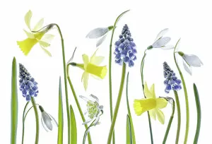 Images Dated 7th March 2016: Narcissus, snowdrops and Muscari flowers