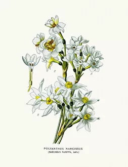 Narcissus Tazetta