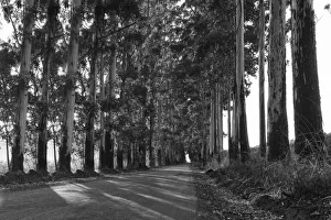 Limpopo Gallery: Narrow lane of eucalyptus trees with dust on a dirt road