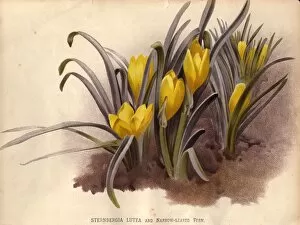Edward Gooch Photography Collection: Narrow-Leaved Crocus