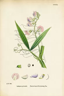 Images Dated 18th September 2017: Narrow-leaved Everlasting Vetchling, Lathyrus sylvestris, Victorian Botanical Illustration, 1863