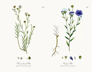 Images Dated 1st December 2017: Narrow-leaved Flax, Linum Angustifolium, Victorian Botanical Illustration, 1863