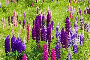 Images Dated 30th May 2012: Narrow-leaved lupins -Lupinus angustifolius-, West Essex, England, United Kingdom