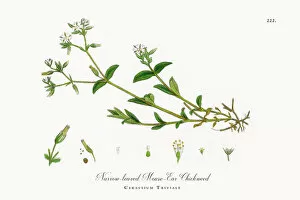 Images Dated 4th October 2017: Narrow-leaved Mouse-Ear Chickweed, Cerastium Triviale, Victorian Botanical Illustration, 1863