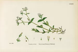 Images Dated 20th February 2017: Narrow-leaved Mouse-Ear Chickweed, Cerastium Triviale, Victorian Botanical Illustration, 1863