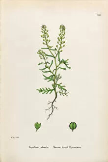 Images Dated 30th January 2017: Narrow leaved Pepperwort, Lepidium ruderale, Victorian Botanical Illustration, 1863
