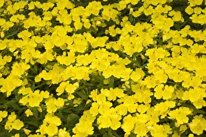 Images Dated 19th June 2012: Narrow-leaved sundrops -Oenothera fruticosa-, yellow flowers, Laval, Quebec Province, Canada